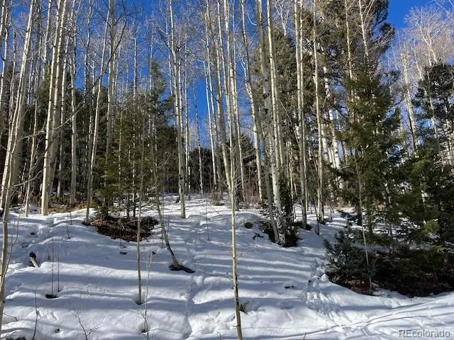 a view of a park with large trees