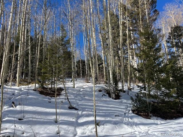 Lot 5252 Scott Road Fort Garland, CO 81133 - Photo 12 of 32 a view of a park with plants and trees
