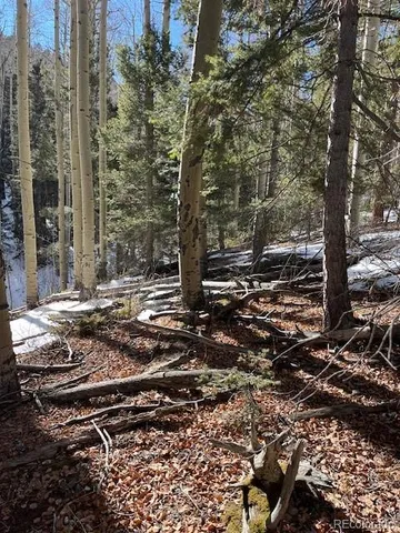 a view of a forest with trees