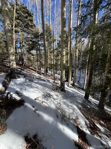 a view of a yard with plants and trees