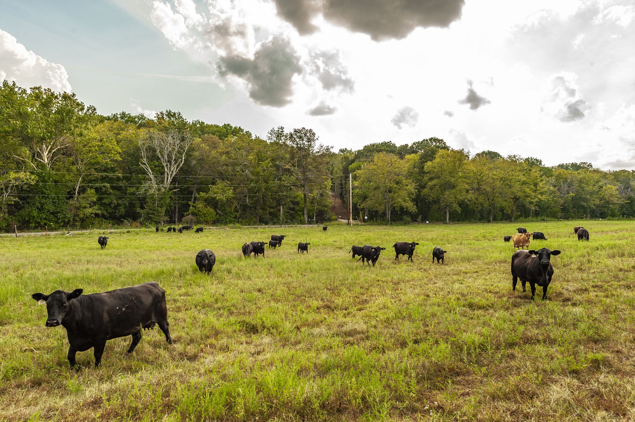 724 Deshea Creek Road Gallatin, TN 37066 - Photo 76 of 76 a view of a swimming pool and lounge chairs