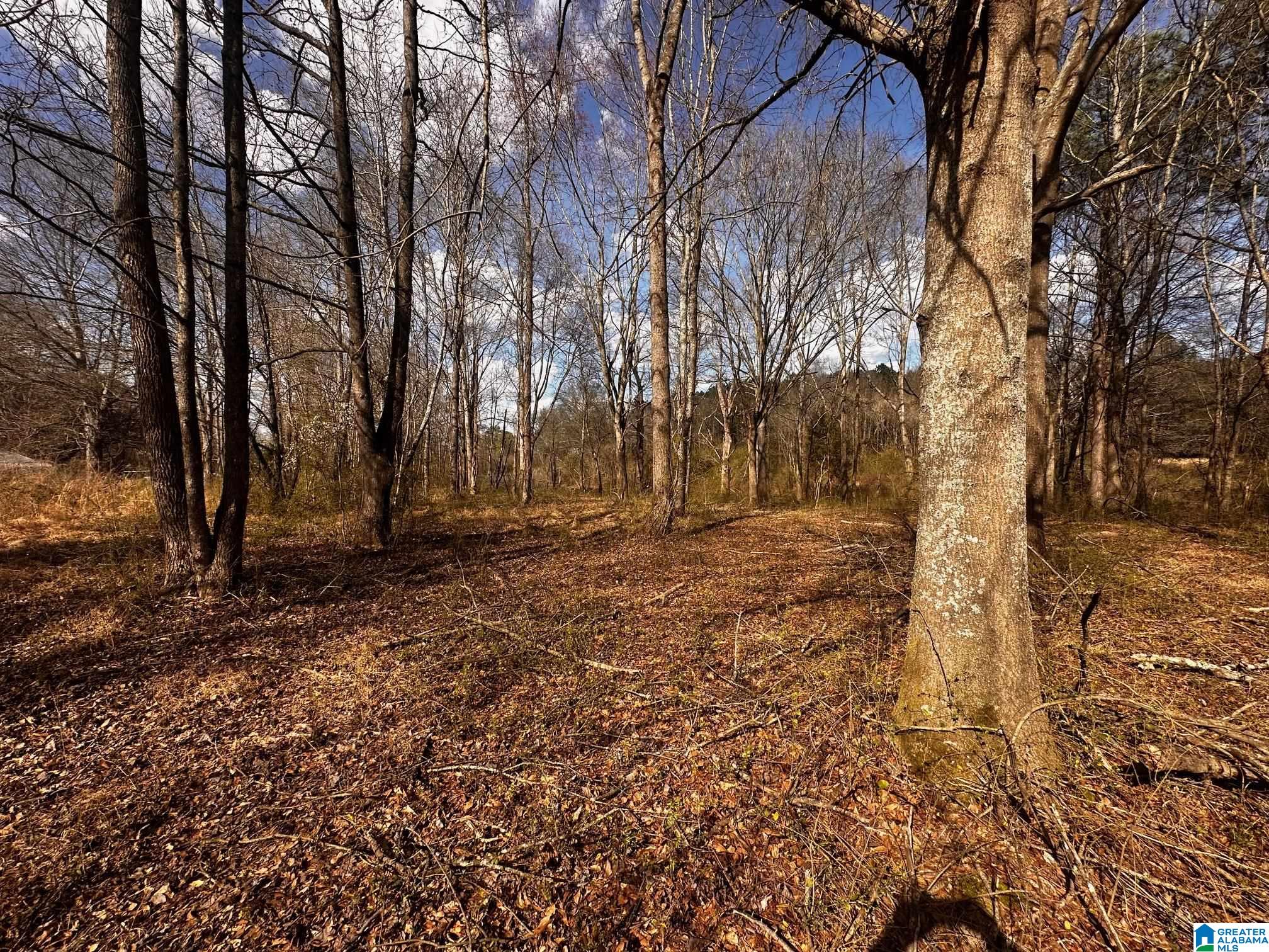 0 Eddy Scant City Road Guntersville, AL 35976 - Photo 10 of 13
