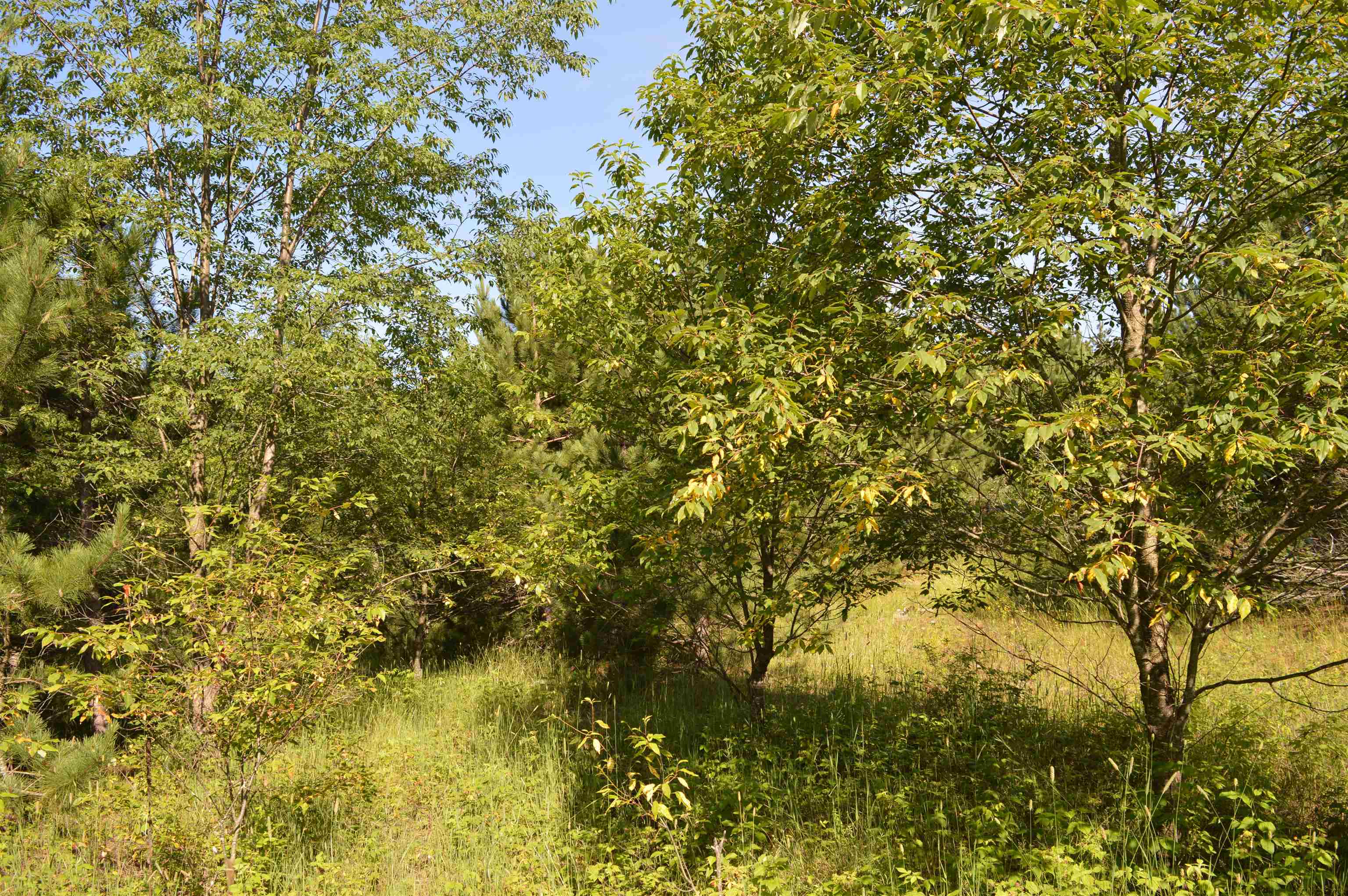 Northeast Holly Road, Unit LOT: A Kalkaska, MI 49646 - Photo 23 of 27