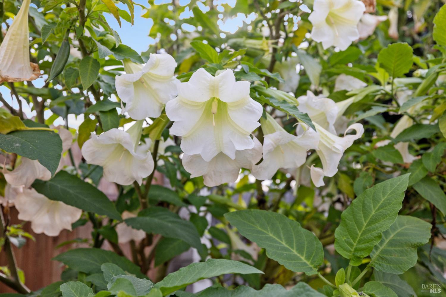 58 Círculo Puerto Rohnert Park, CA 94928 - Photo 25 of 30 a view of flowers
