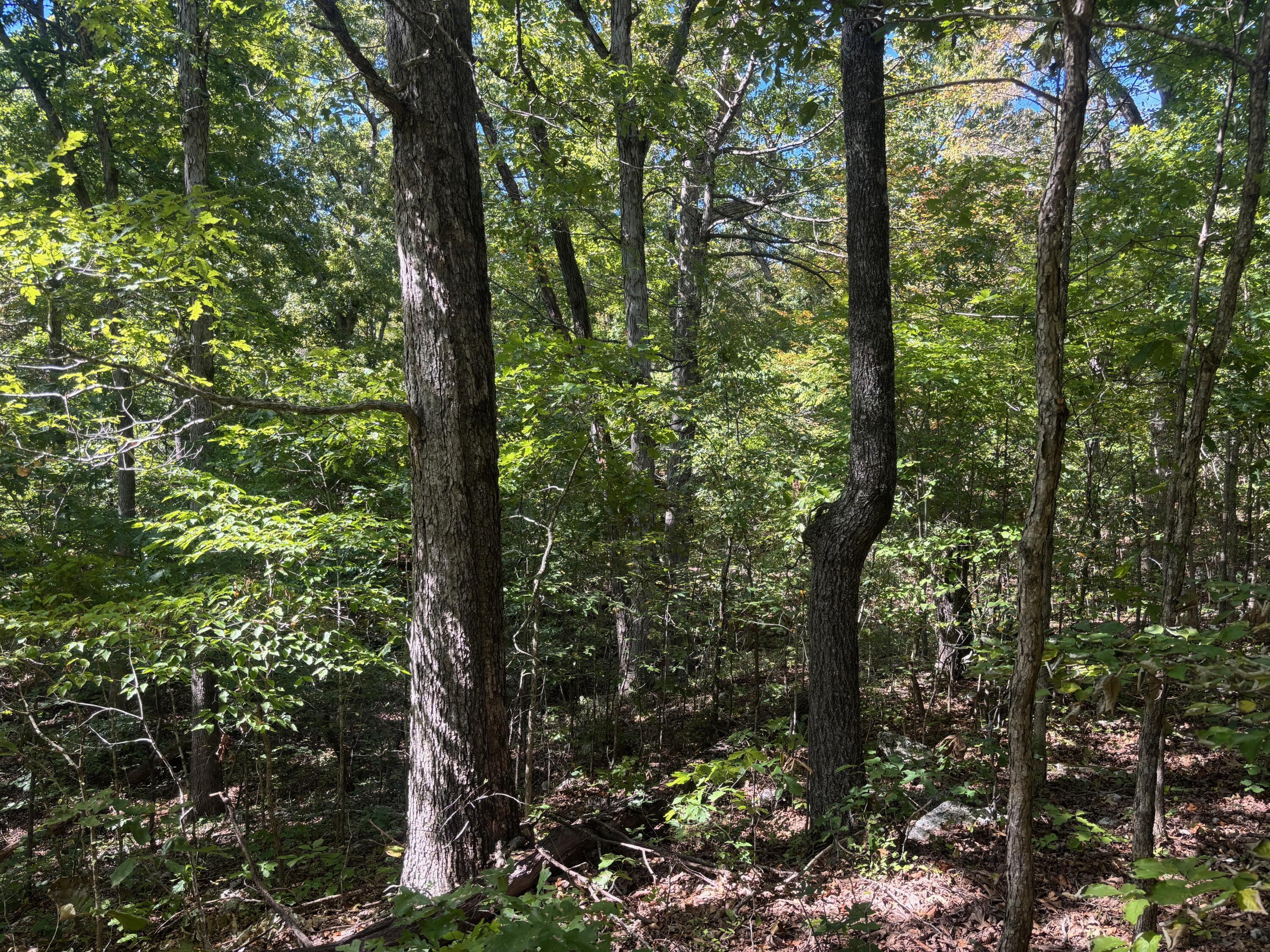0 Ridgehaven Road Mammoth Spring, AR 72554 - Photo 8 of 32 IMG_2924 (1)