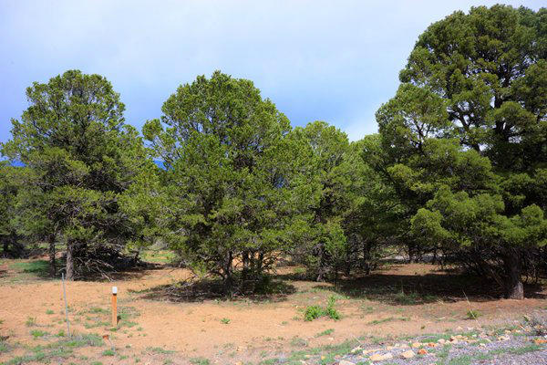 225 Oak Road Ridgway, CO 81432 - Photo 3 of 6 View from road
