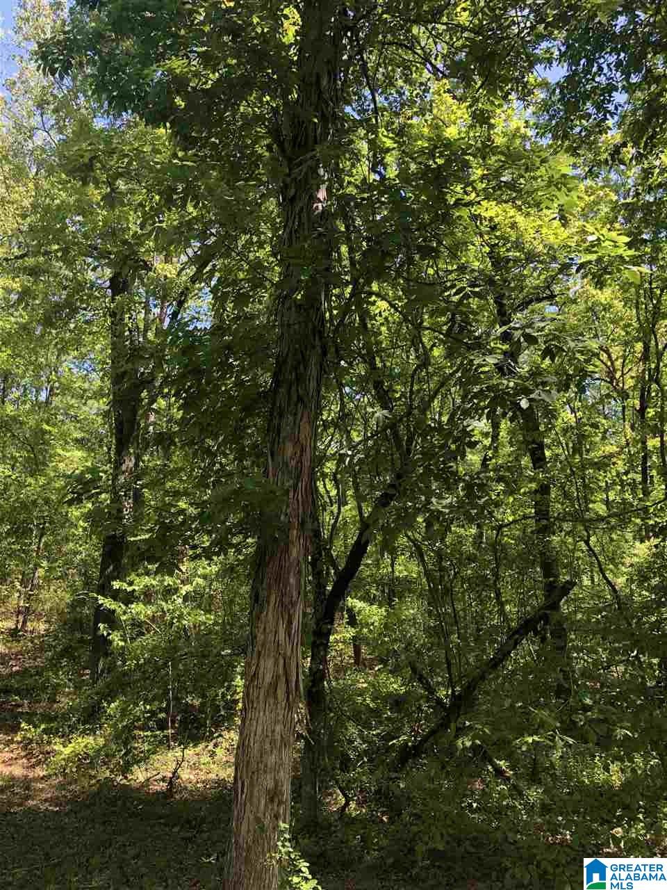 111 County Road 111 Montevallo, AL 35115 - Photo 43 of 46