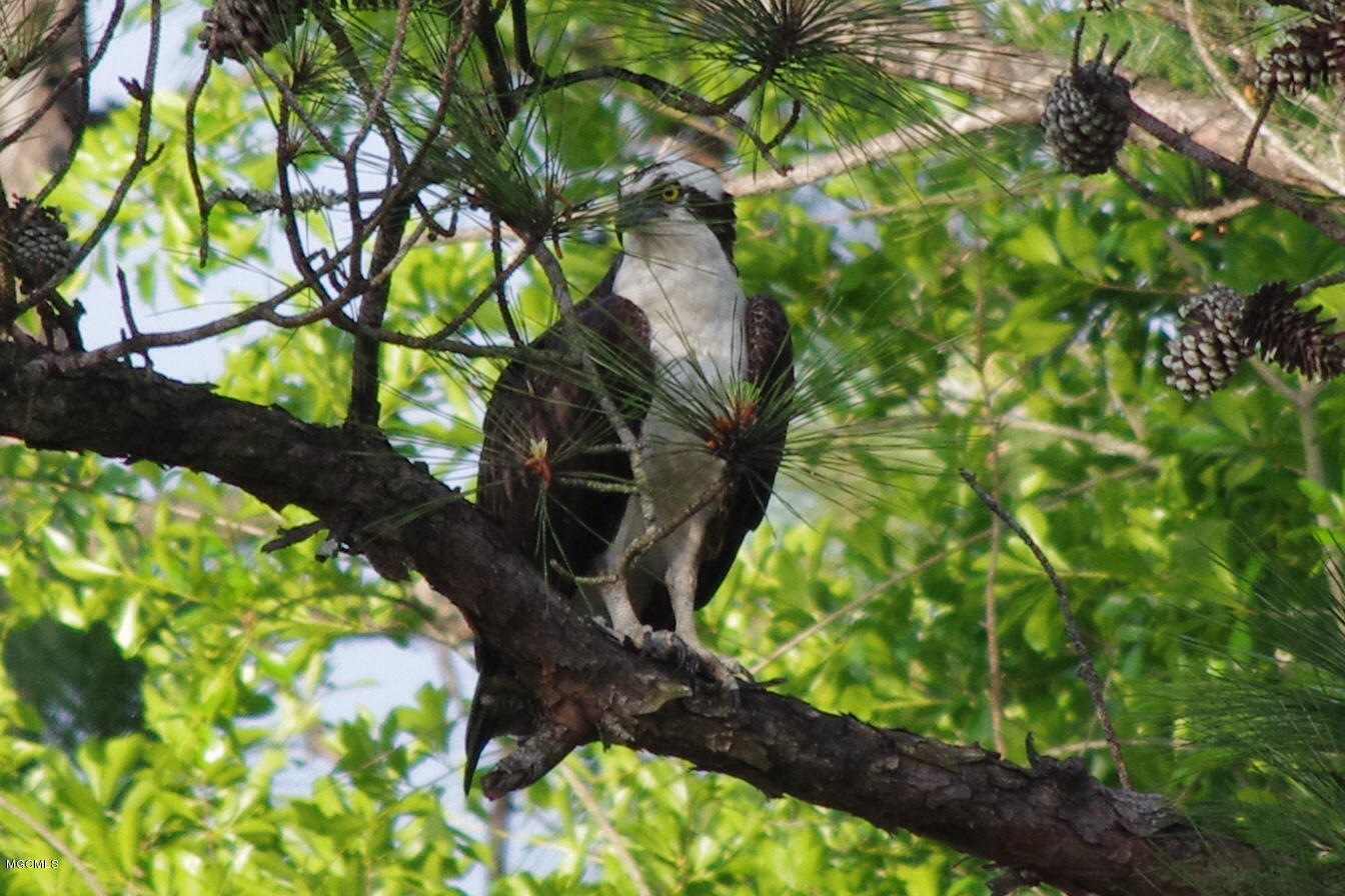 10049 East Shorecrest Road Biloxi, MS 39532 - Photo 26 of 32 Osprey