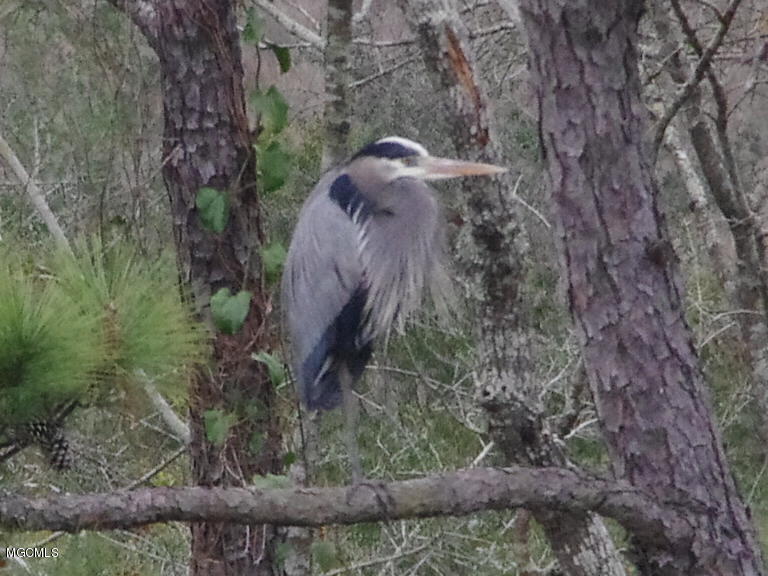 10049 East Shorecrest Road Biloxi, MS 39532 - Photo 27 of 32 Blue Herron