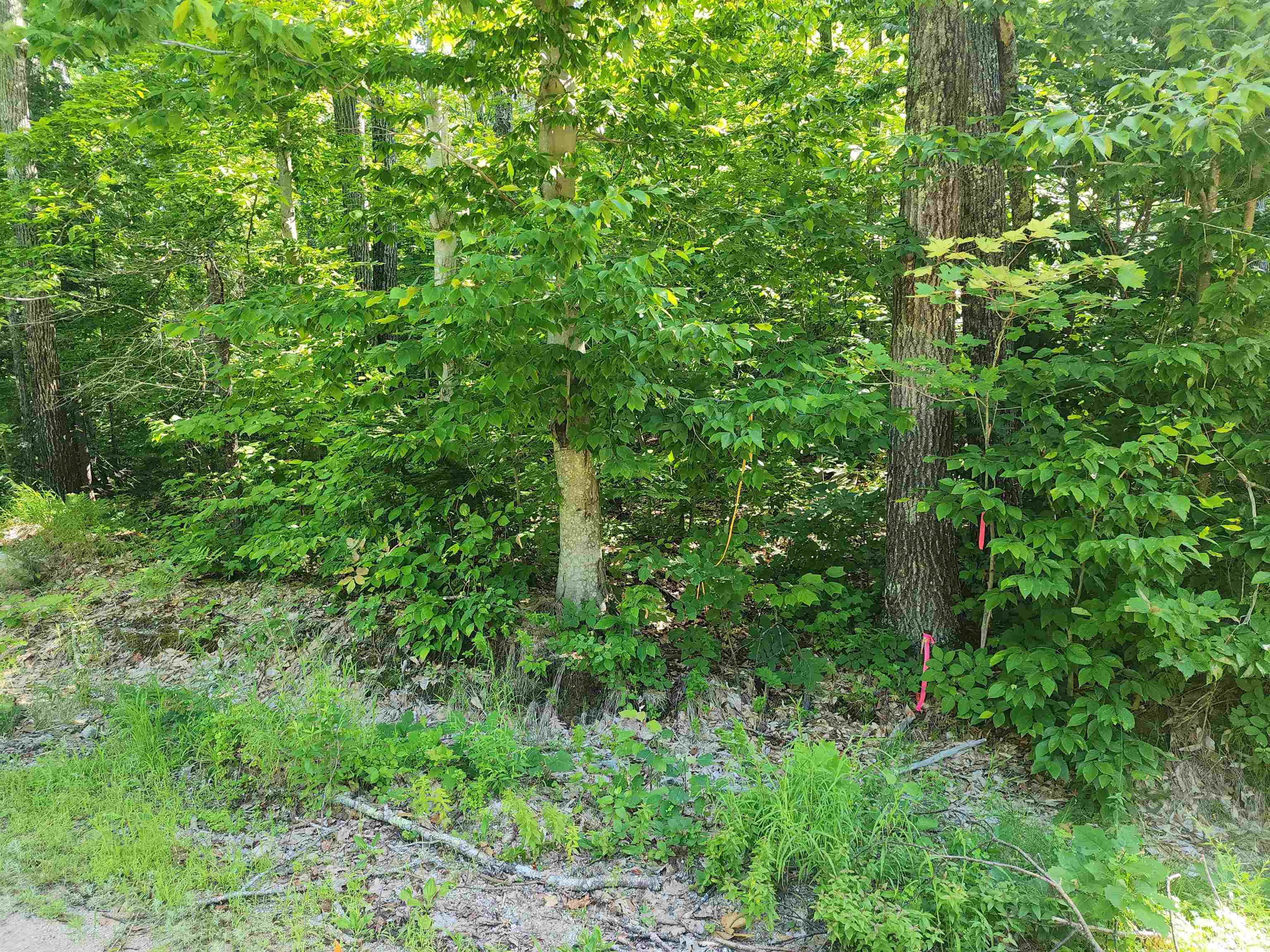 41 Huttwil Road, Unit C142 Madison, NH 03849 - Photo 5 of 10 Gallery Image 5