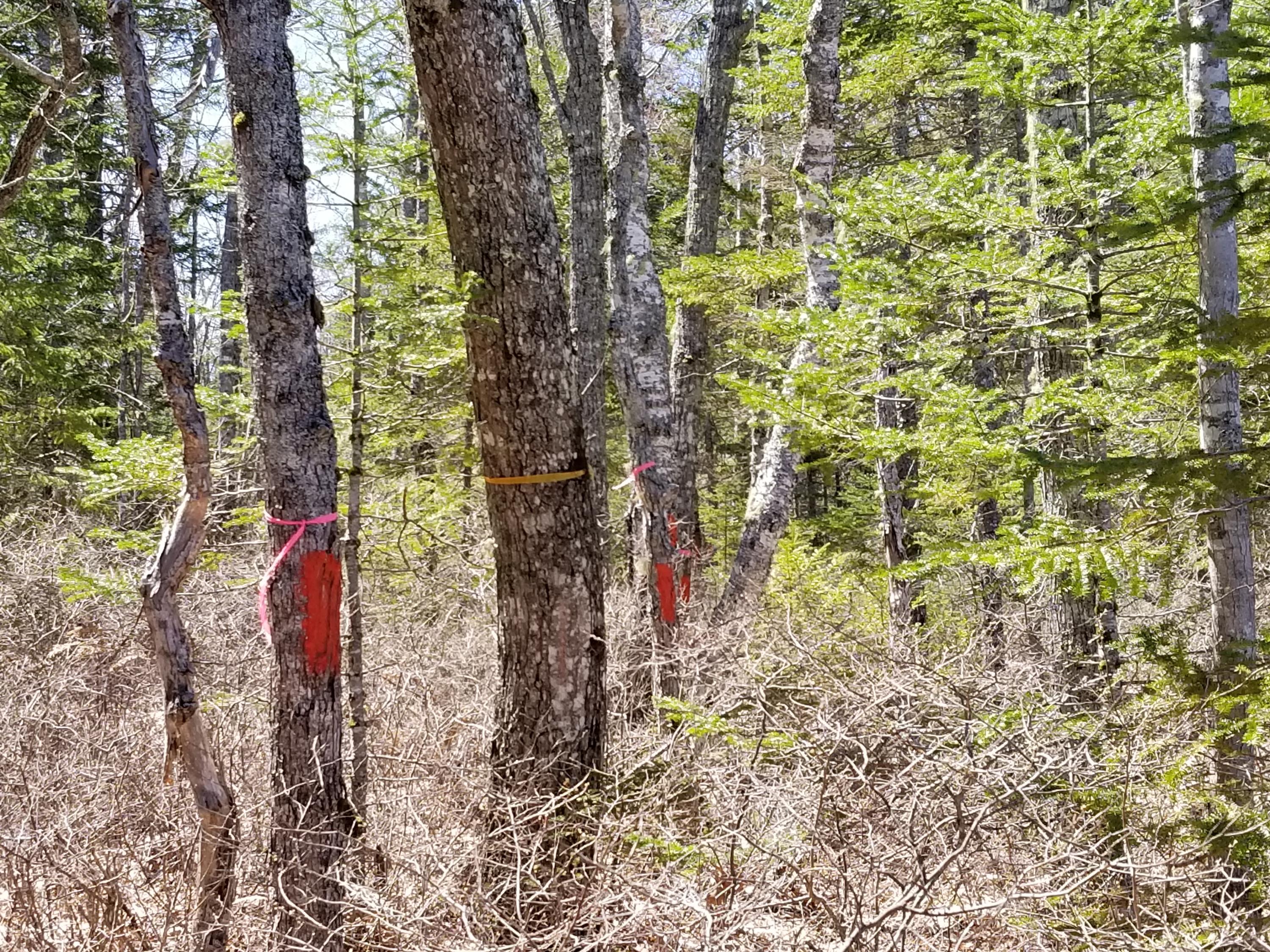 160 Southern Bay Road Penobscot, ME 04476 - Photo 52 of 62 52 North boundary line