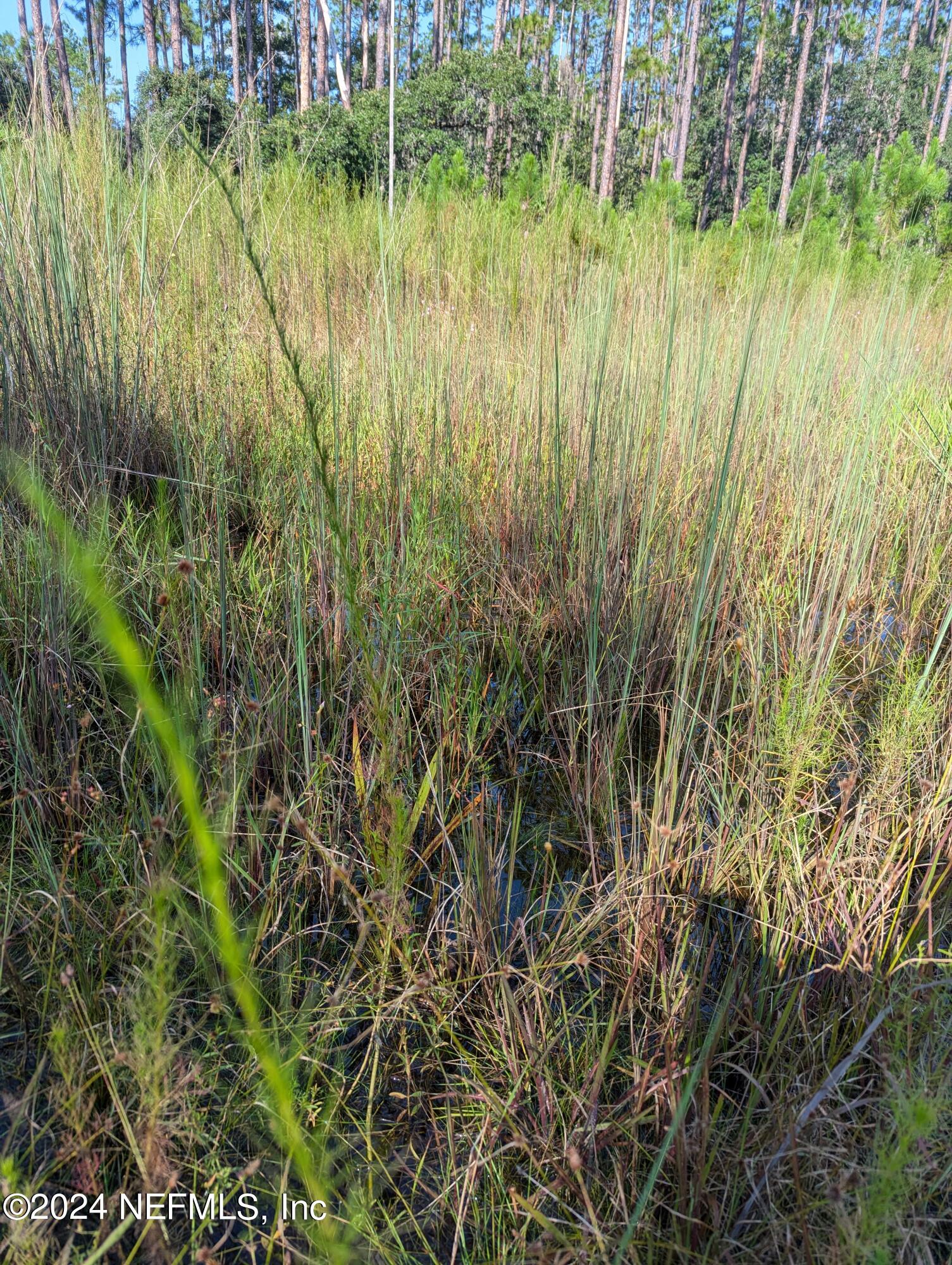 0 Garcia Street Interlachen, FL 32148 - Photo 4 of 9 PXL_20240817_134653848