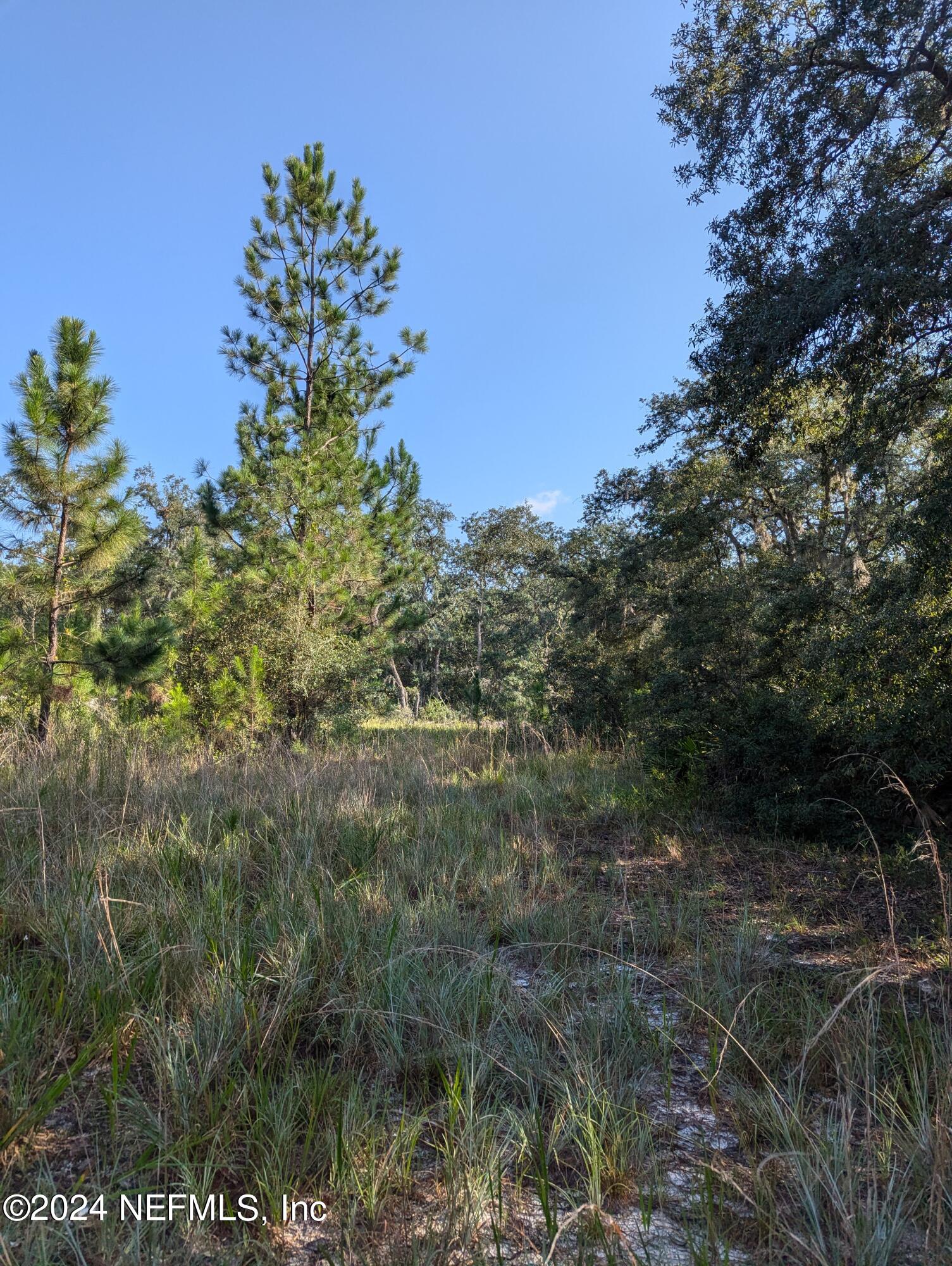 0 Garcia Street Interlachen, FL 32148 - Photo 6 of 9 PXL_20240817_134749536