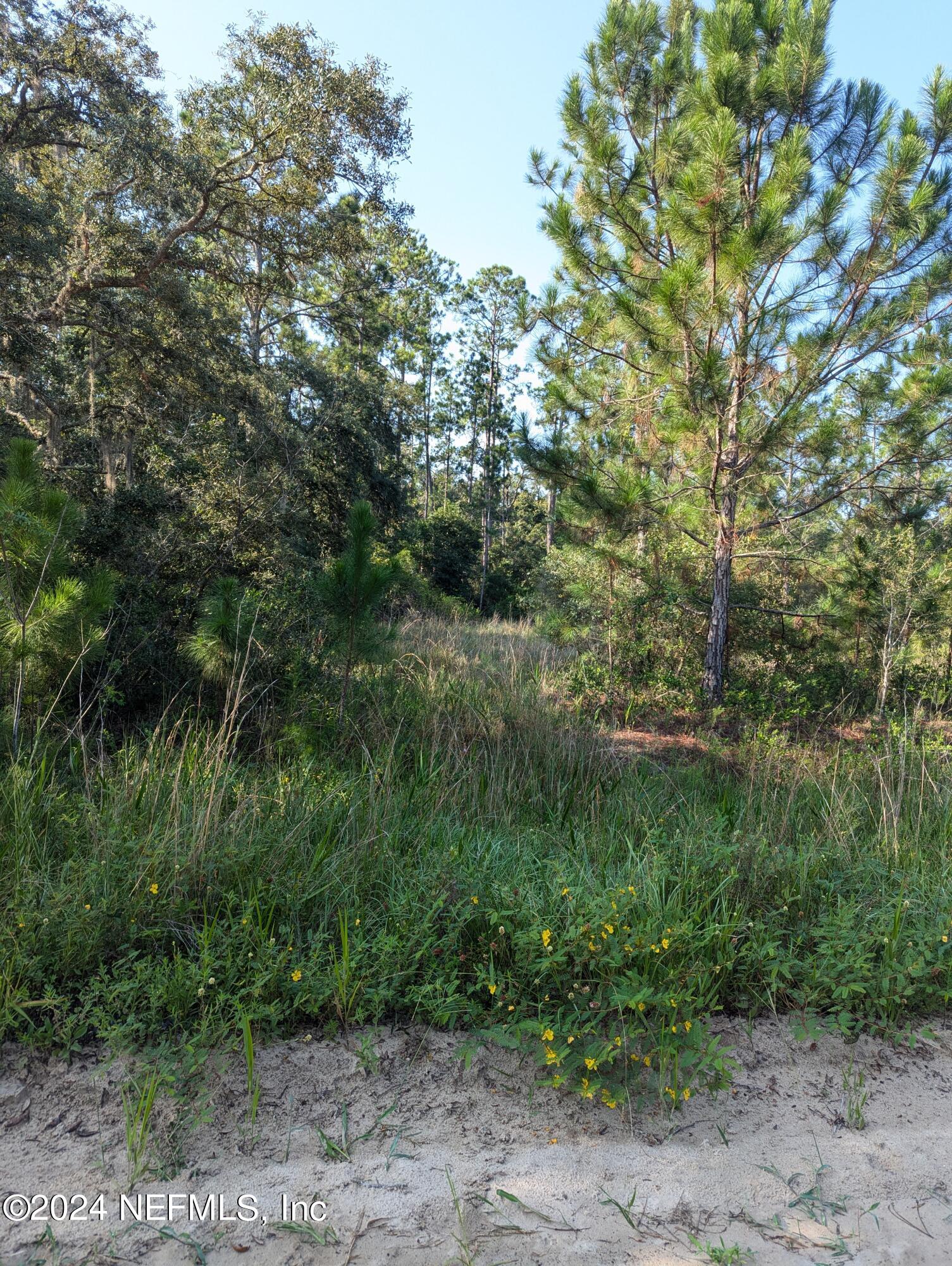 0 Garcia Street Interlachen, FL 32148 - Photo 7 of 9 PXL_20240817_134859944