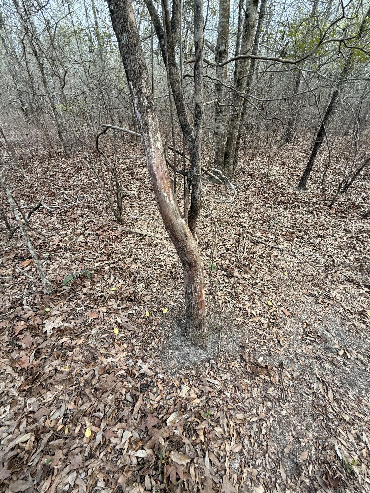 Lot 6 Acre State Park Road Windsor, SC 29856 - Photo 4 of 8