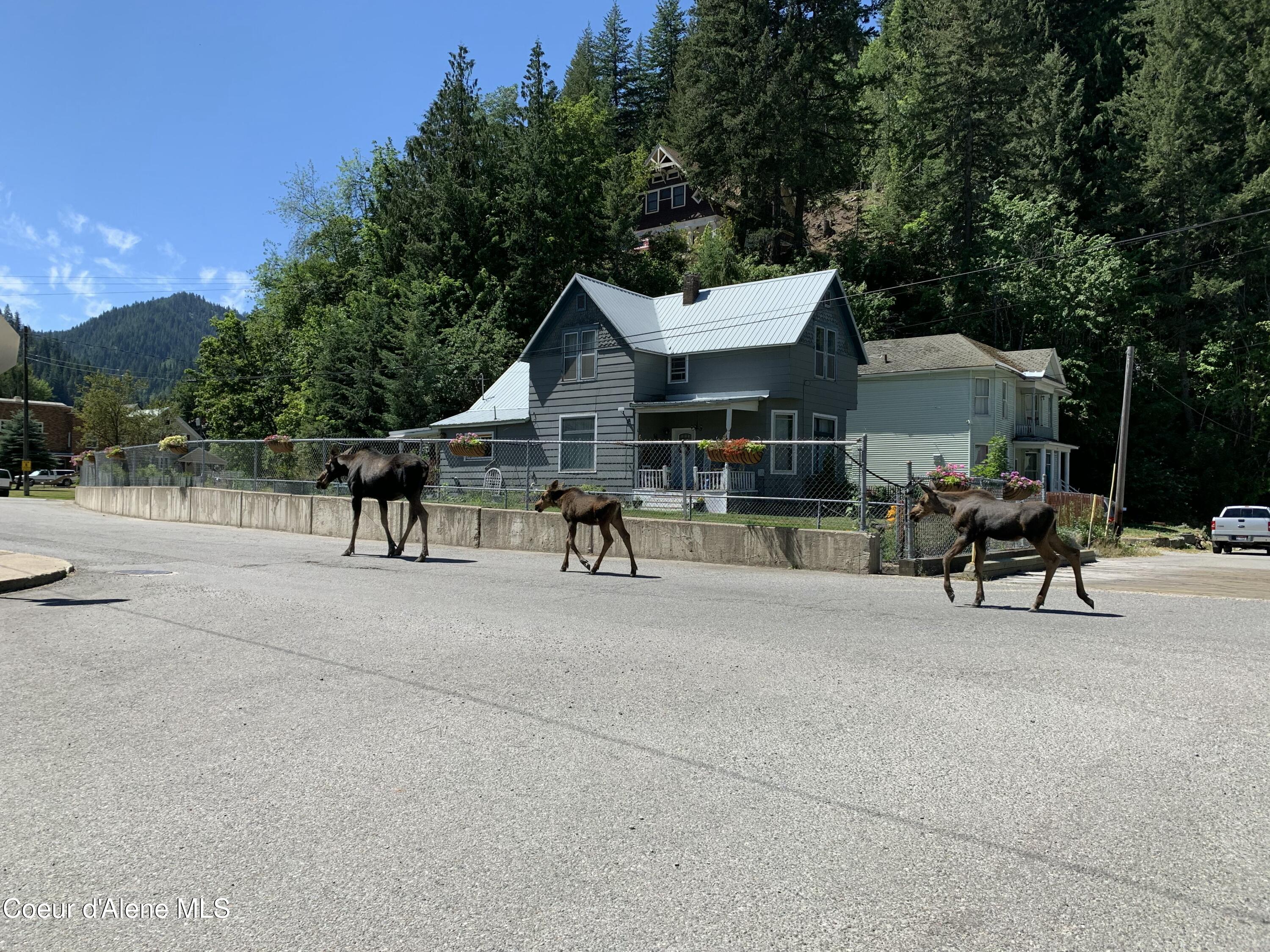 211 2nd Street Wallace, ID 83873 - Photo 26 of 26 Moose