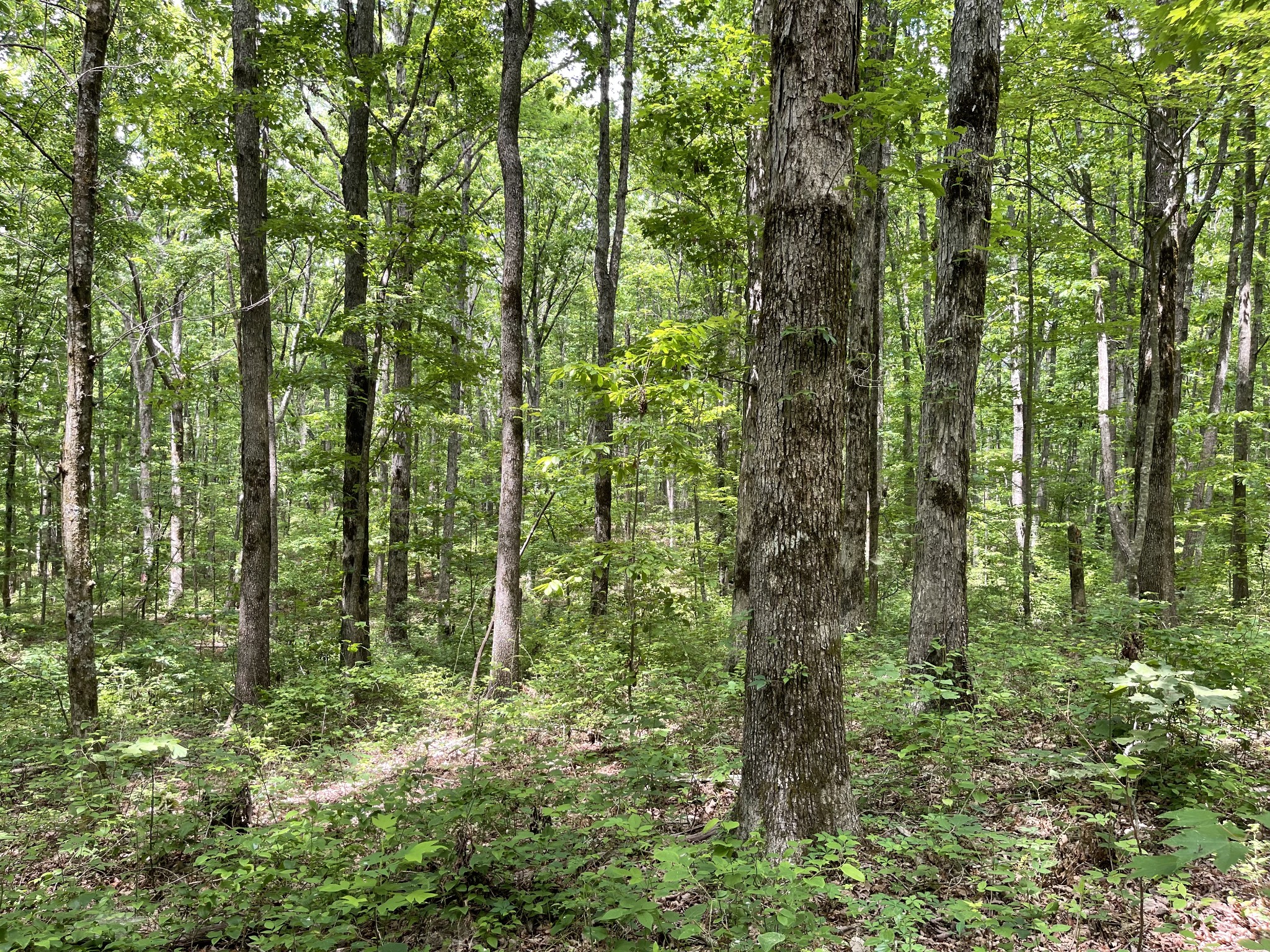 328 James Turner Road Tracy City, TN 37387 - Photo 14 of 16