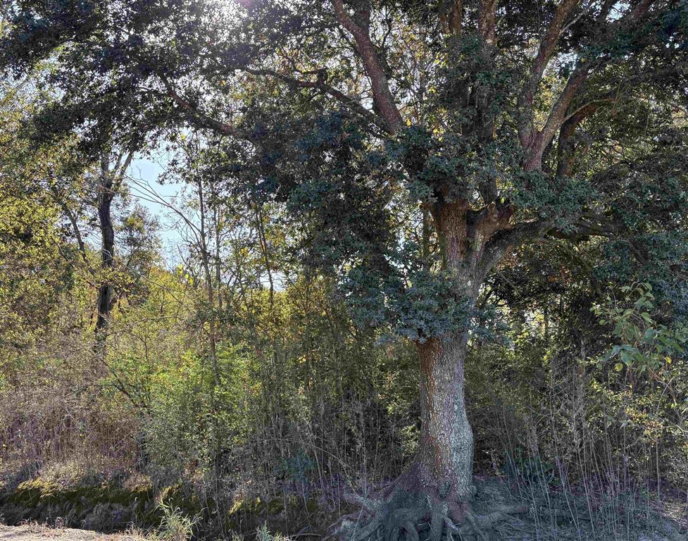 Tbd Bucklin Road Jennings, LA 70546 - Photo 6 of 7