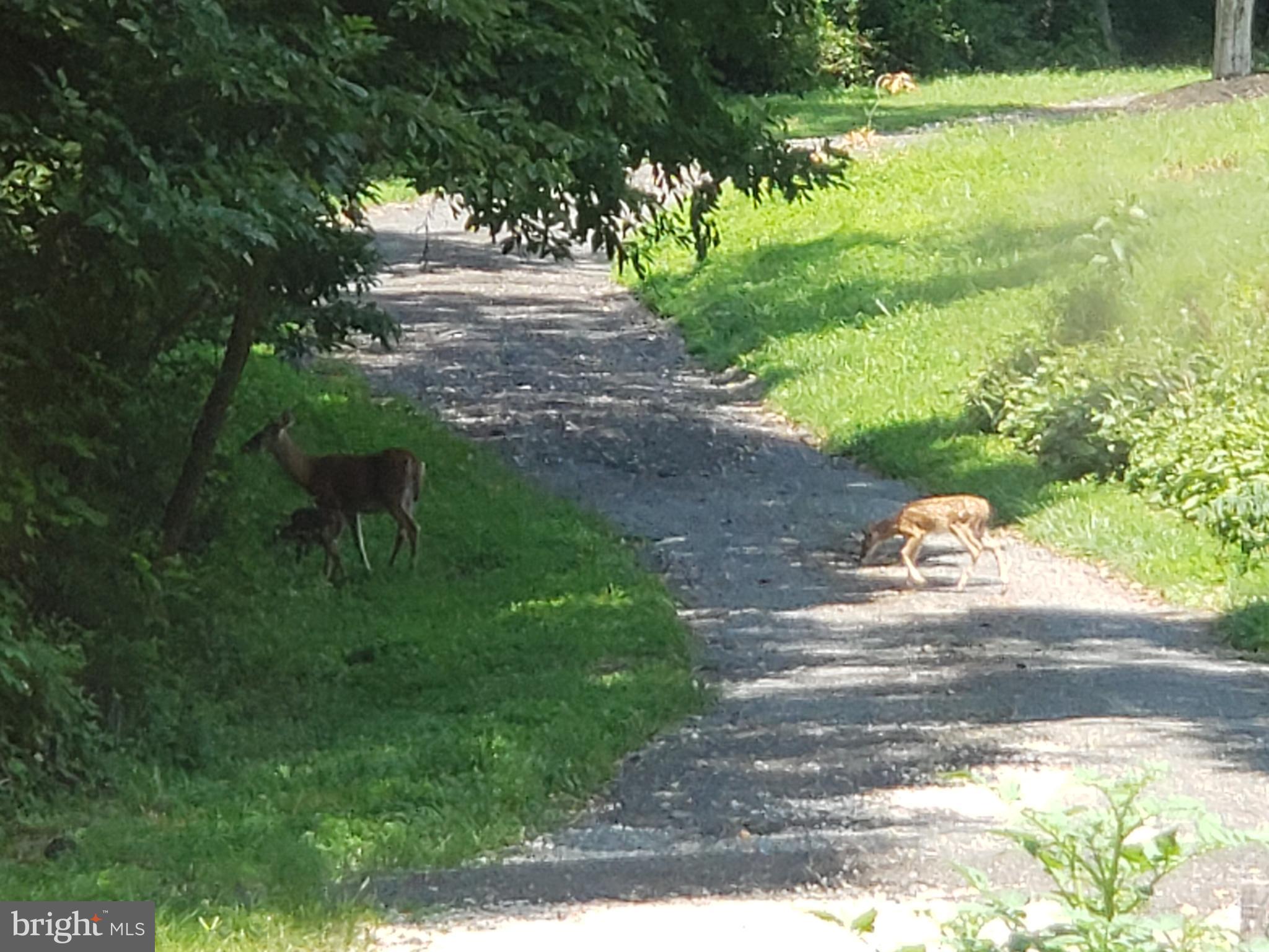 1200 Whitaker Mill Road Joppa, MD 21085 - Photo 31 of 48 We let the deer mommas get across the road