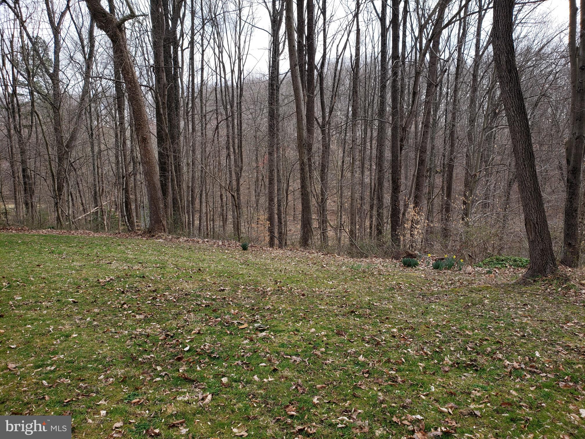 1200 Whitaker Mill Road Joppa, MD 21085 - Photo 34 of 48 Into the Clearing