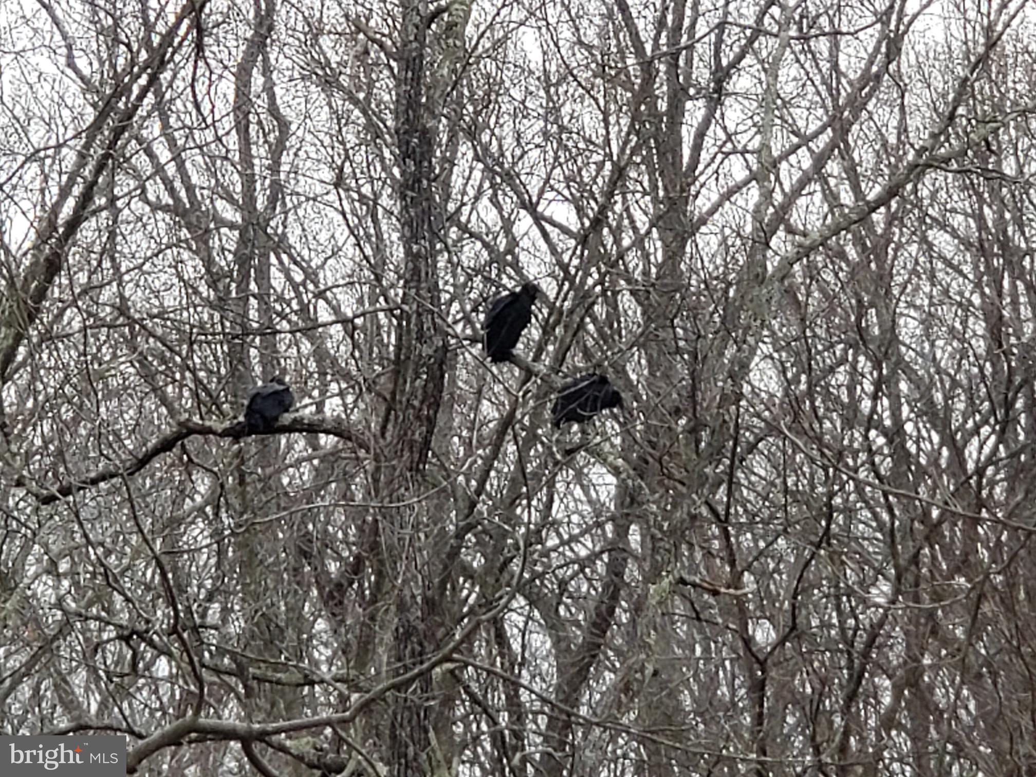 1200 Whitaker Mill Road Joppa, MD 21085 - Photo 39 of 48 Several someone Bald Eagles