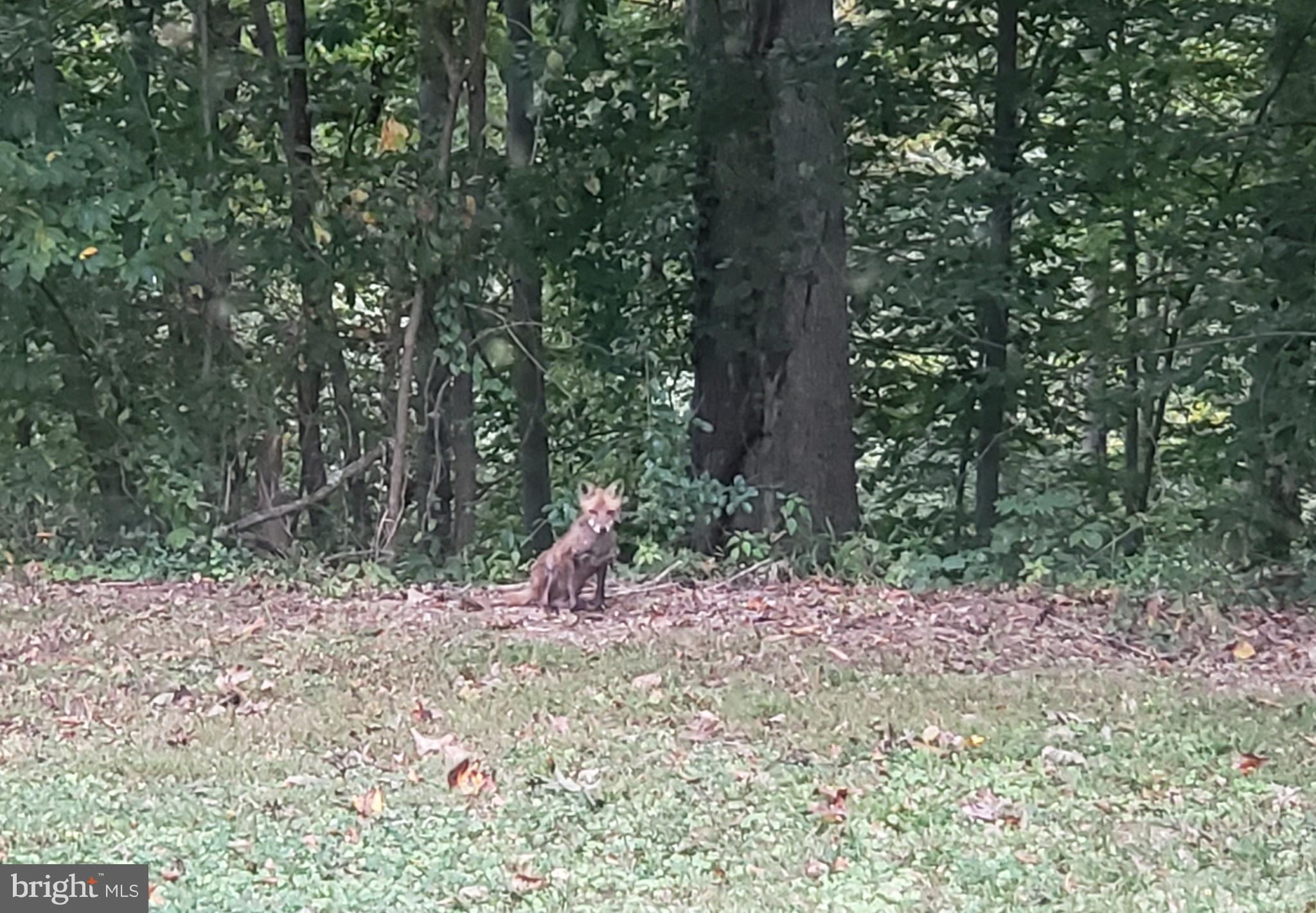1200 Whitaker Mill Road Joppa, MD 21085 - Photo 40 of 48 Are they watching the long time resident Fox