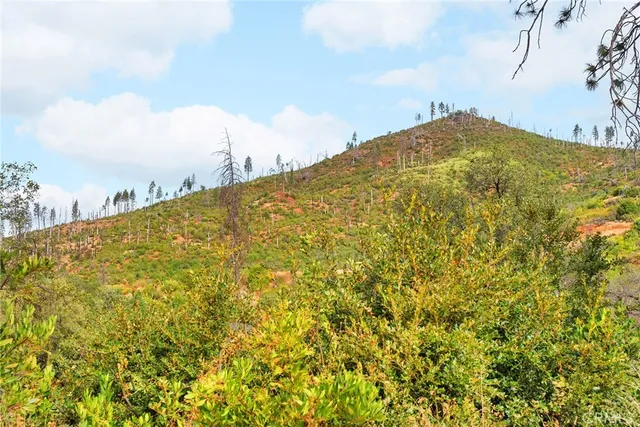 a sign board with tall trees
