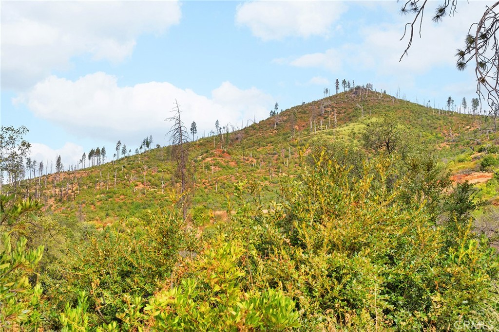 0 Deadwood Road Oroville, CA 95965 - Photo 23 of 55 a view of a large trees
