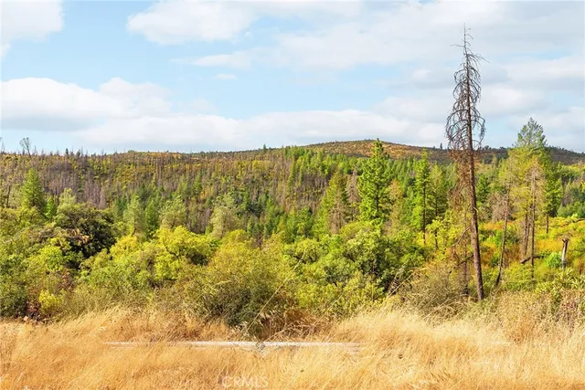 a view of a forest with lush green forest
