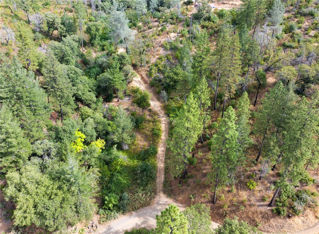 0 Deadwood Road Oroville, CA 95965 - Photo 47 of 55 a view of a forest with lush green forest