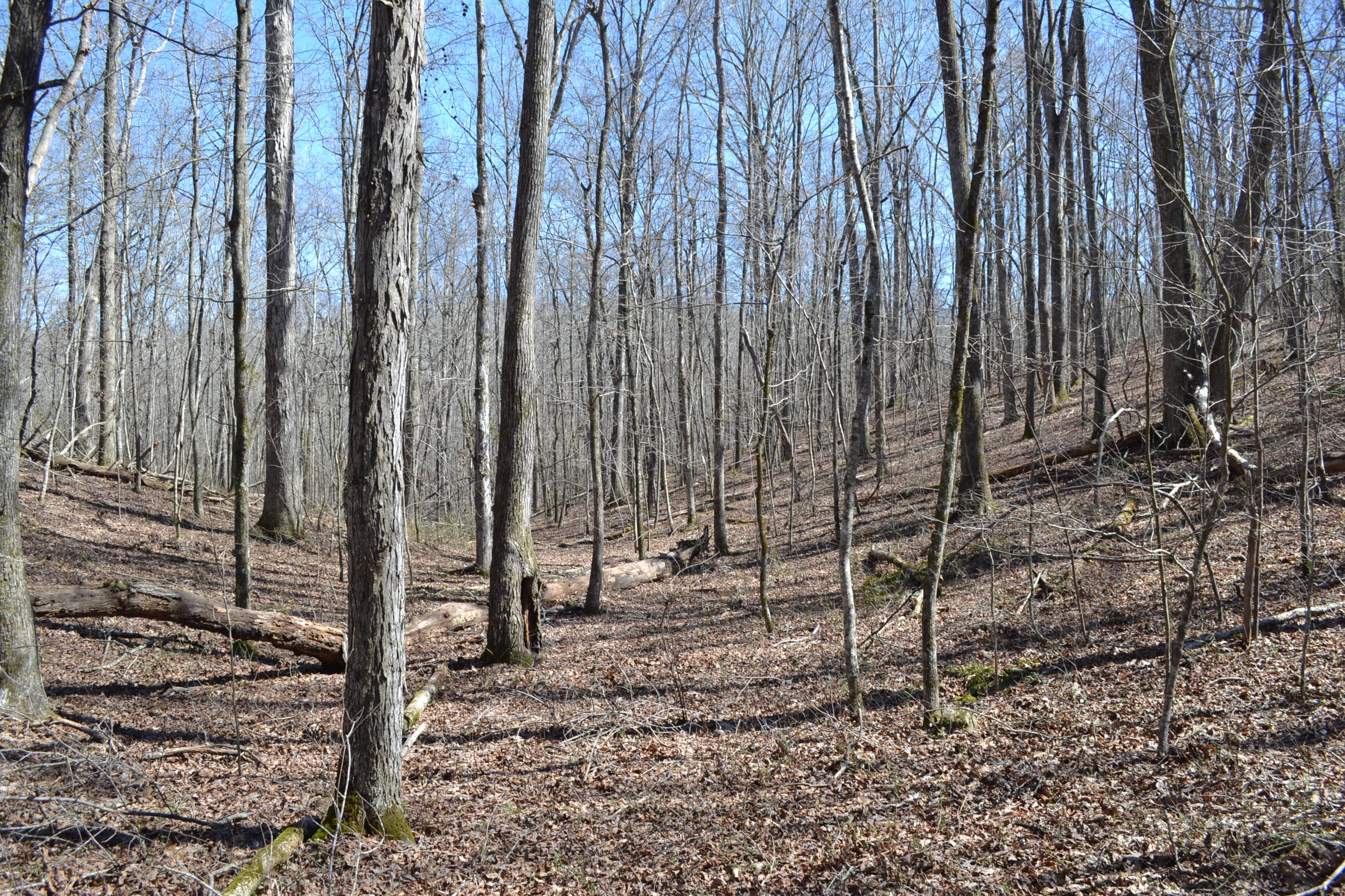 527-ac Eldridge Road Harrison, TN 37341 - Photo 14 of 24 39
