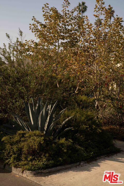 4179 South Van Ness Avenue Los Angeles, CA 90008 - Photo 42 of 44 a view of tree