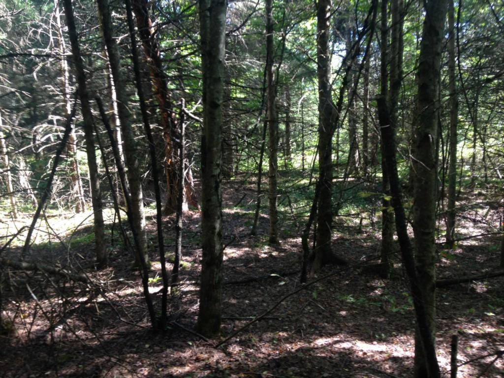 0 Kelly Hill Road Stacyville, ME 04777 - Photo 4 of 12 Maine Land for Sale in Stacyville...