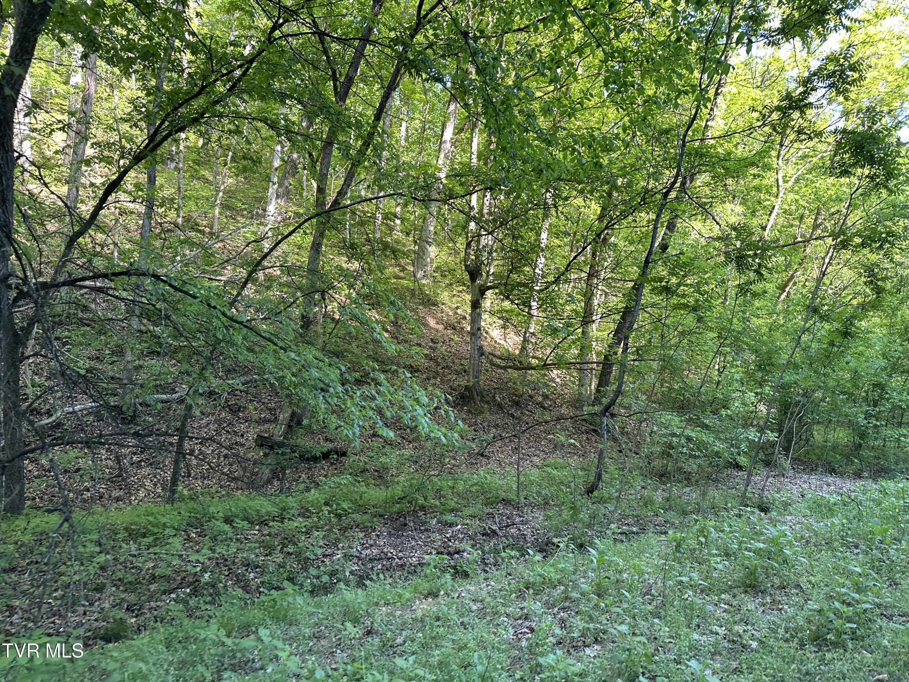 1355 Jackson Hollow Road Mosheim, TN 37818 - Photo 78 of 95 IMG_8068