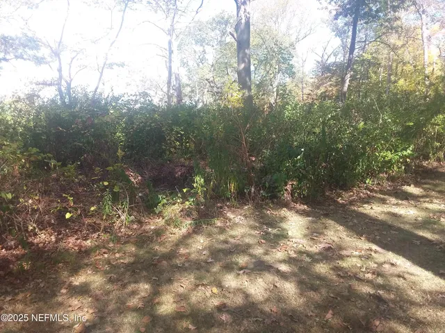 a view of a forest with lots of trees