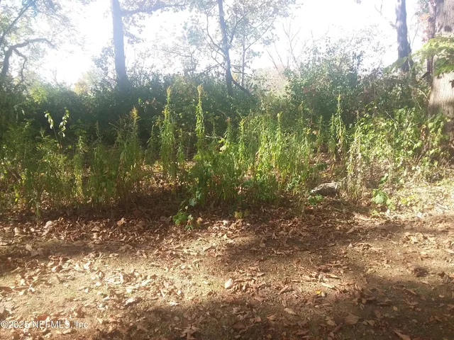 a view of a forest with trees in the background