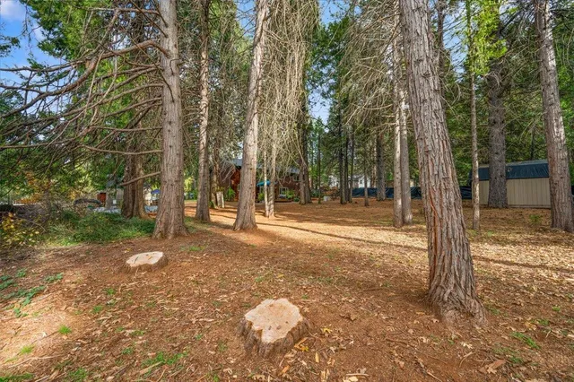 a view of a backyard with trees