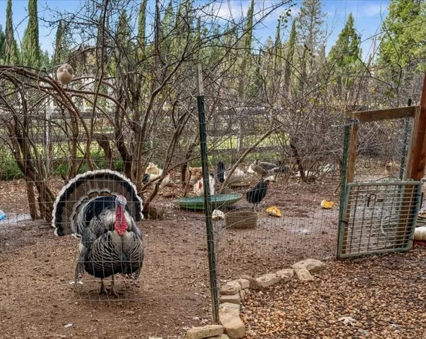 a view of a lush green forest with a house