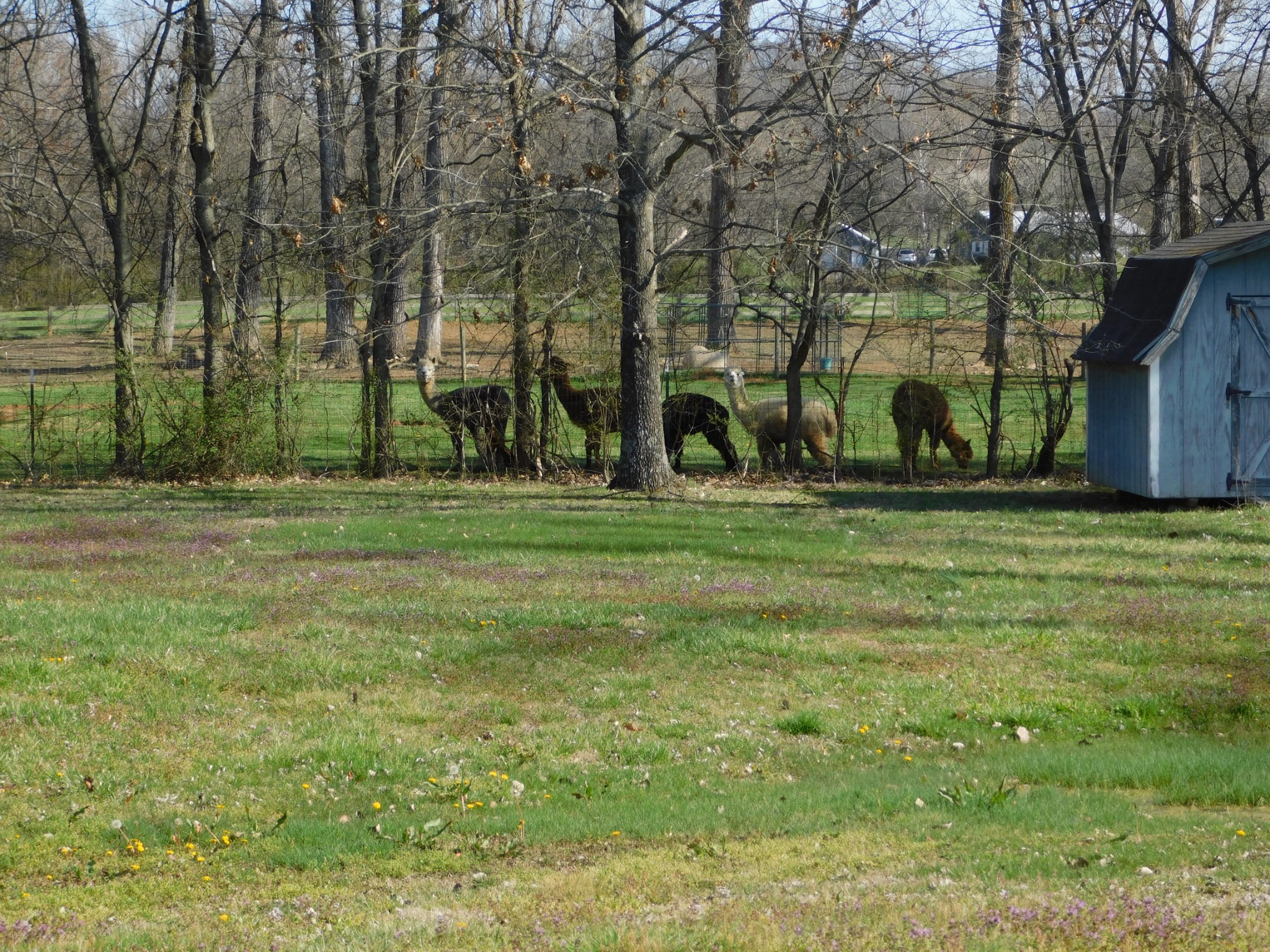 696 Baker Road Columbia, TN 38401 - Photo 18 of 19 a view of a park with large trees