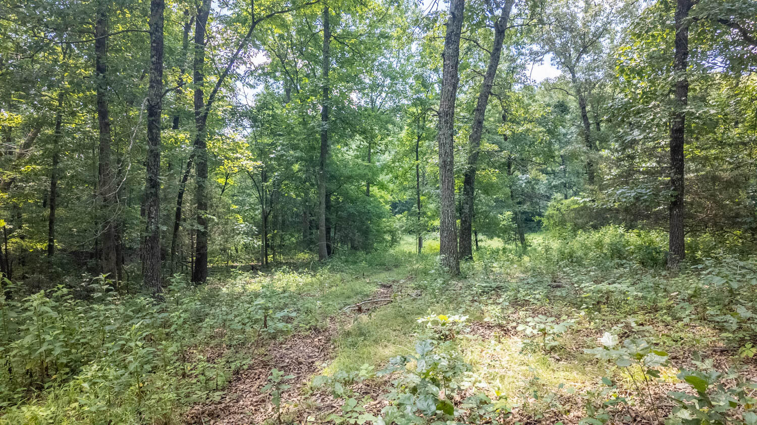 10824 Upper Janes Creek Road Ravenden, AR 72459 - Photo 19 of 79 93 acre hunting property016