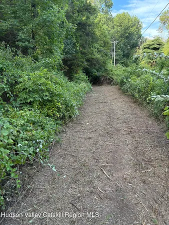 a view of a forest with trees in the background