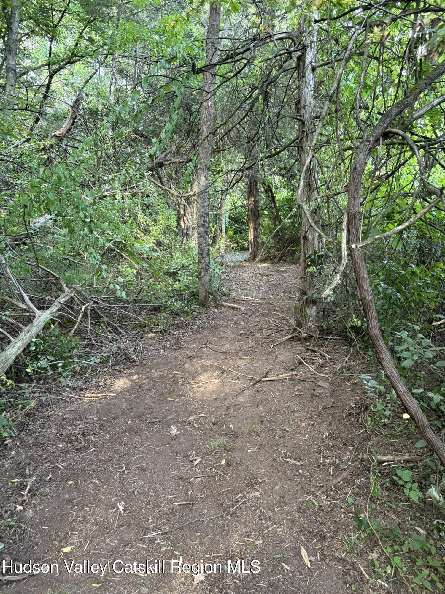 0 Beaver (jackson Crs) Rd Pine Plains Red Hook, NY 12571 - Photo 6 of 7 a view of a forest with trees in the background