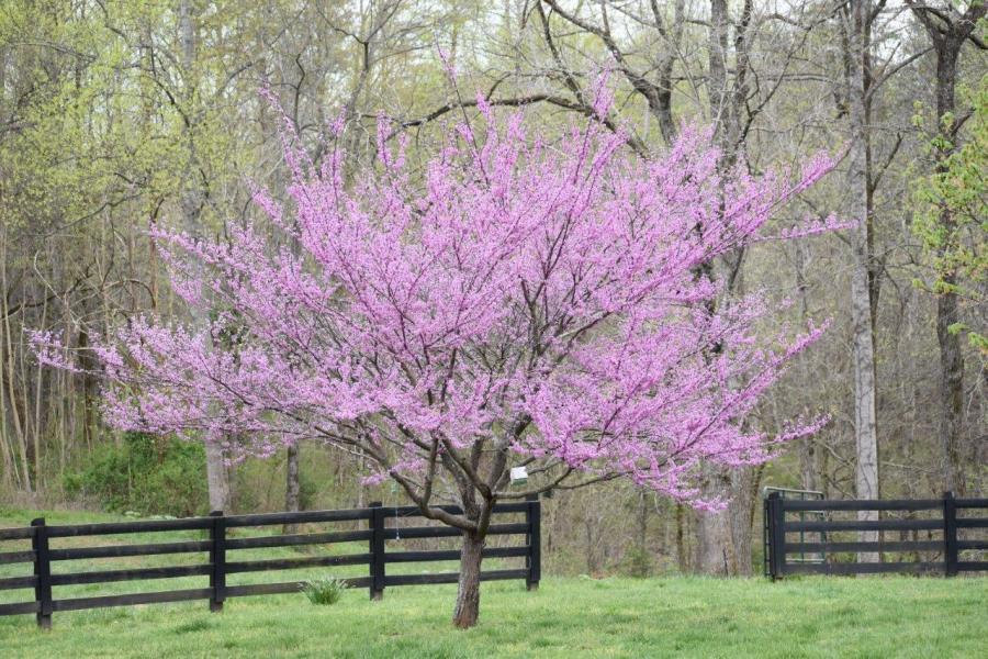 859 Rumbo Road Jamestown, KY 42629 - Photo 134 of 186 134