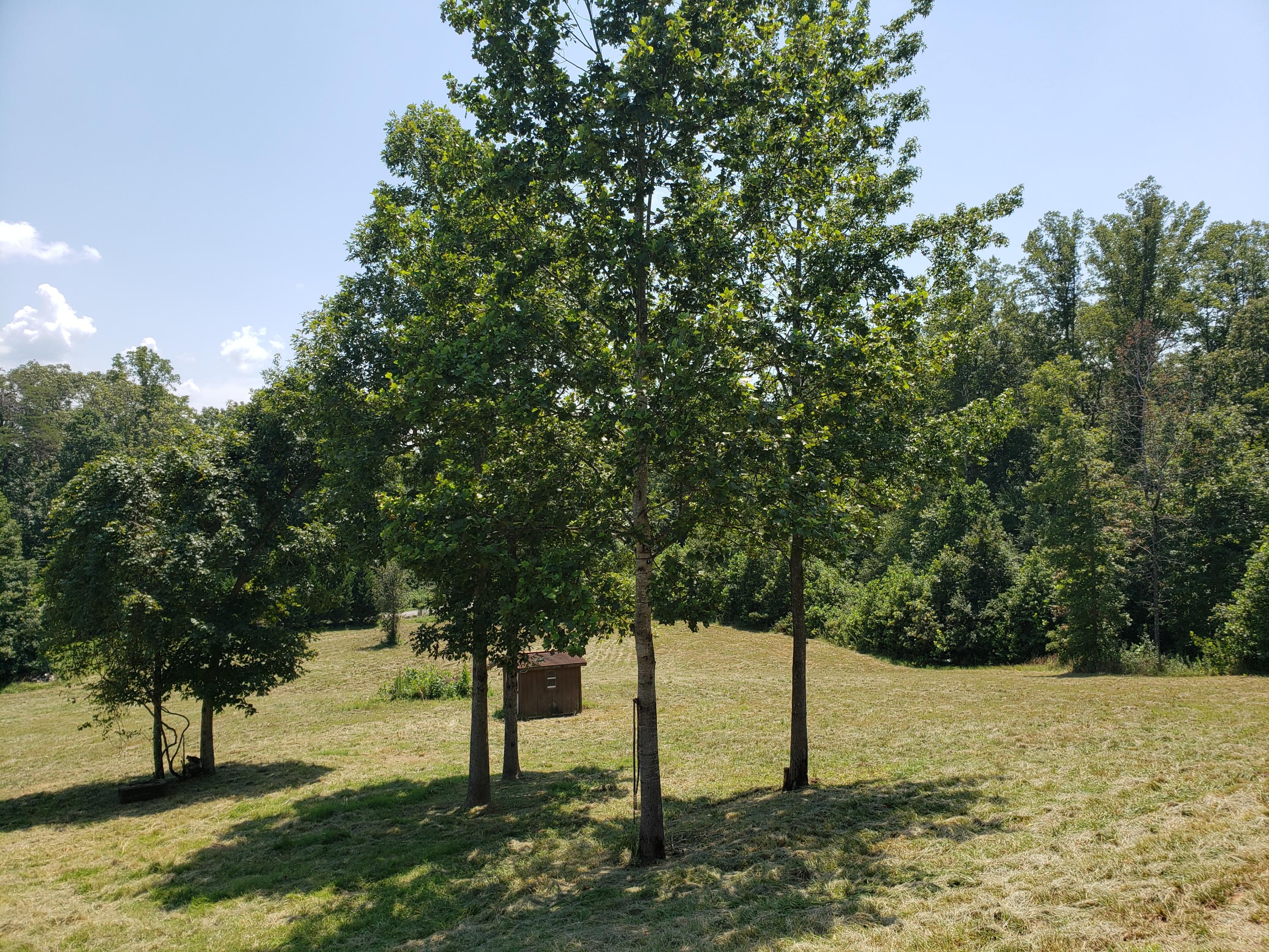 259 Pleasant Hill Road Philadelphia, TN 37846 - Photo 25 of 31 1234567