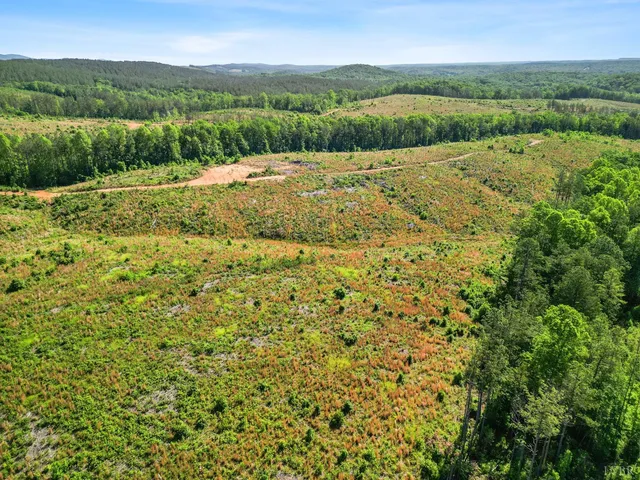 a view of a lush green forest