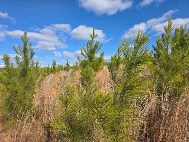 a view of a flower in a garden