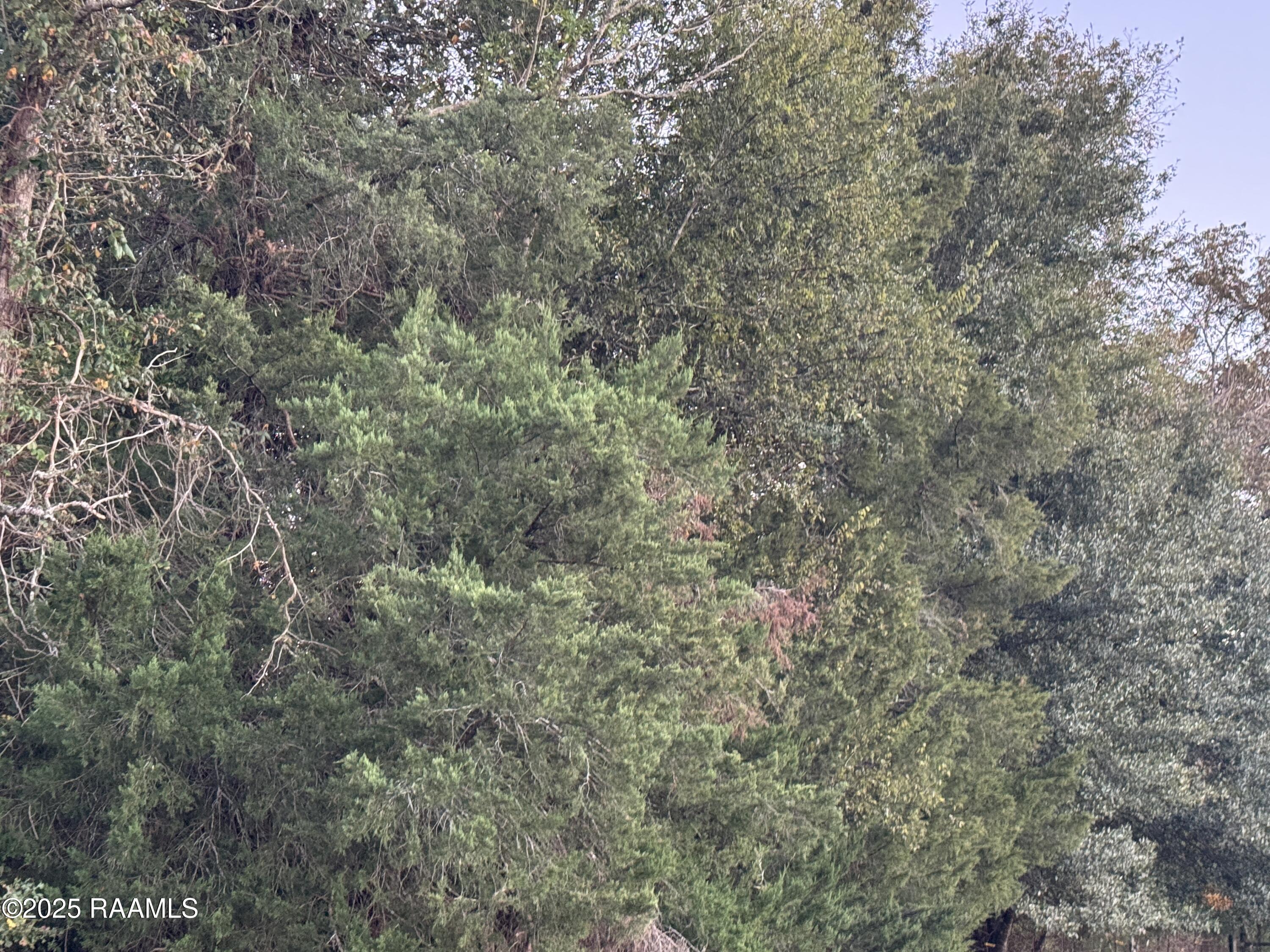 Tbd Narcisse Lacour Road Opelousas, LA 70570 - Photo 2 of 2 IMG_7467