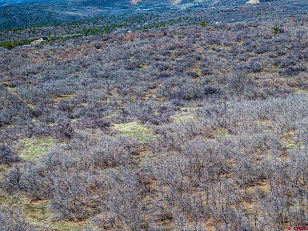 a view of a yard with a dry plant