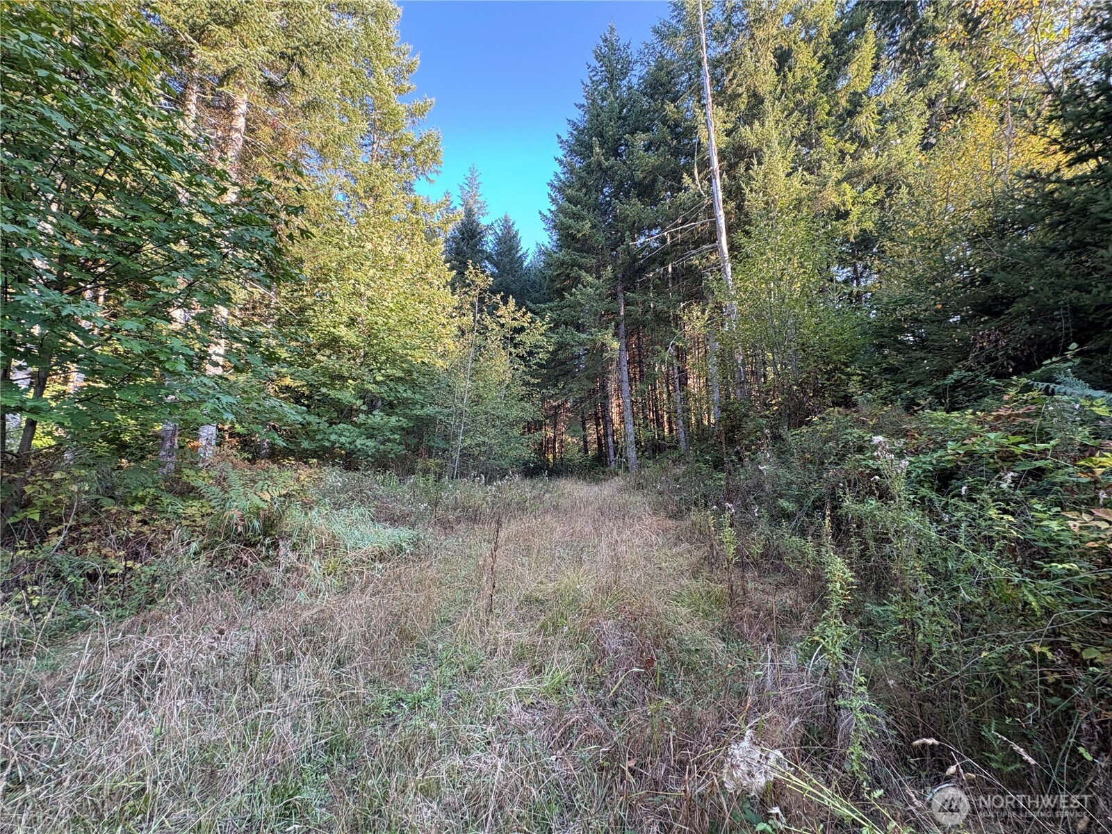 -nka Frank Smith Road Toutle, WA 98649 - Photo 14 of 19 Gallery Image 14
