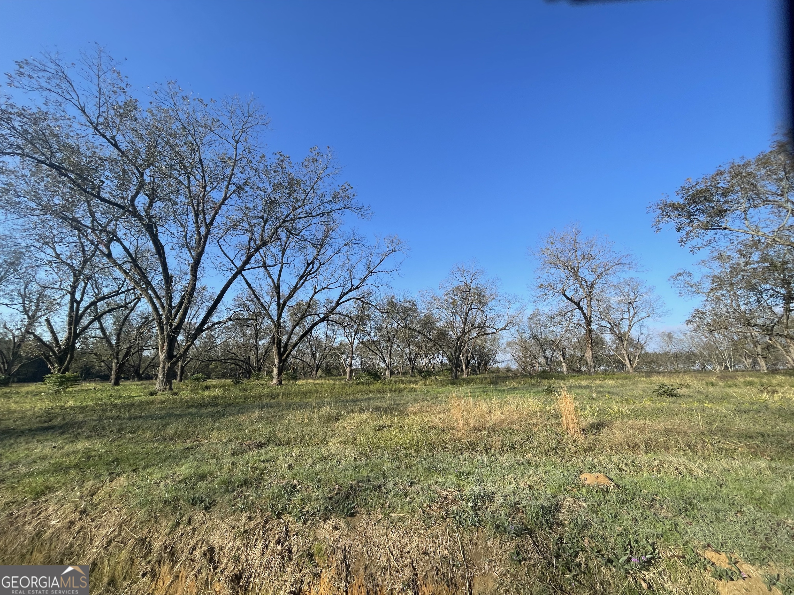 8 County Line Road Elko, GA 31025 - Photo 1 of 1 a view of yard with trees